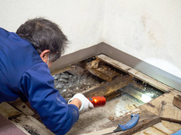 Best Home Mold Removal  in South Charleston, OH