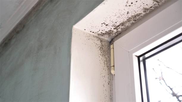 Best Same-Day Mold Removal  in South Charleston, OH