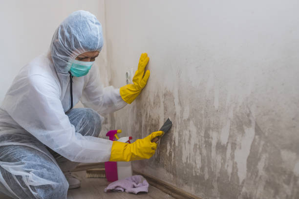 Best Affordable Mold Removal  in South Charleston, OH