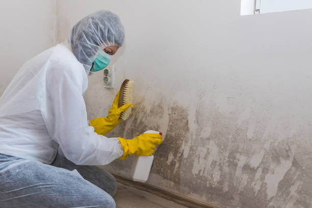 Best Certified Mold Removal  in South Charleston, OH