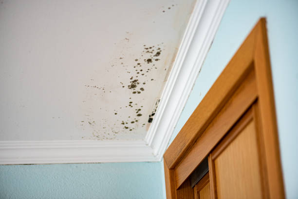 Best Mold Remediation Experts  in South Charleston, OH