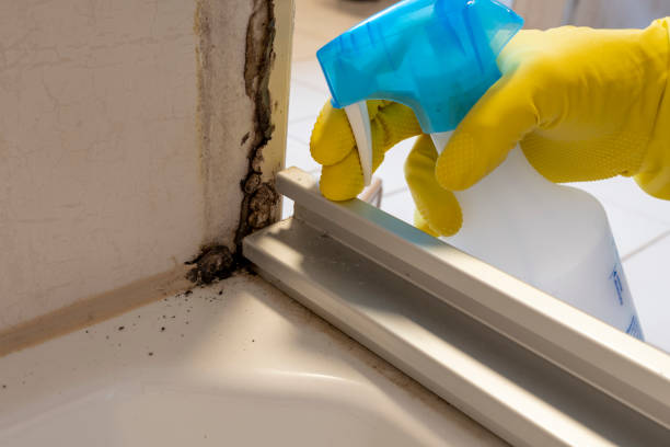 Best Mold Testing and Removal  in South Charleston, OH