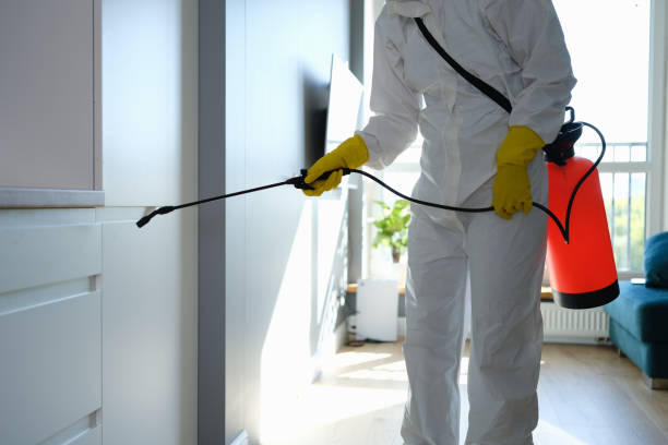 Best Home Mold Removal  in South Charleston, OH