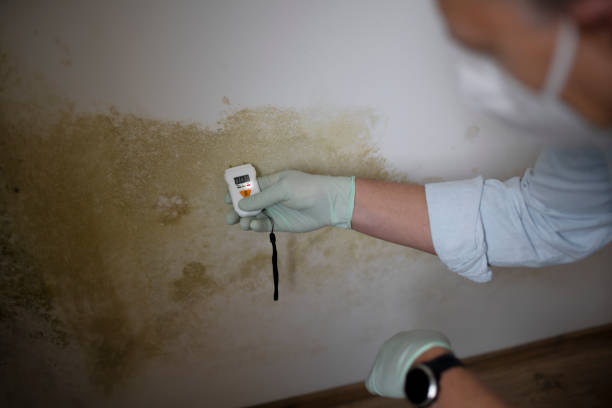 Best Commercial Mold Removal  in South Charleston, OH
