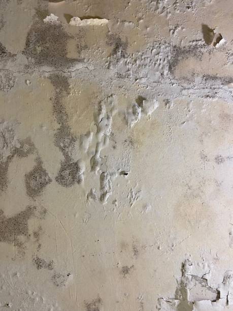  South Charleston, OH Mold Removal Pros