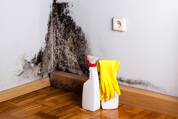 Best Office Mold Removal Services  in South Charleston, OH