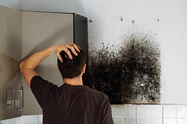 Best Black Mold Removal  in South Charleston, OH