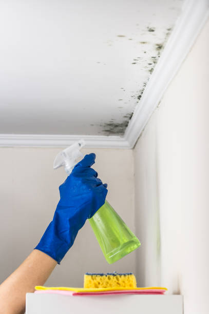 Best Emergency Mold Removal  in South Charleston, OH